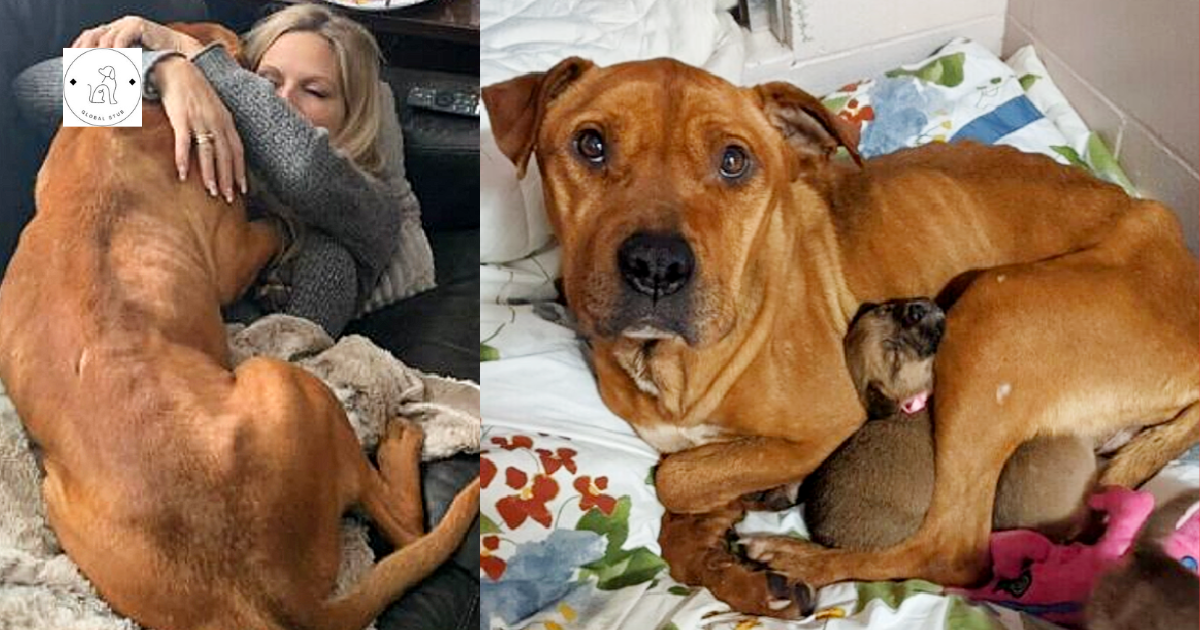 Hero Mother: For months, the dog starved and chilled without leaving her five pups hungry.