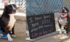 A lonely dog has been waiting at a shelter for 2,531 days, hoping for one human to love her.