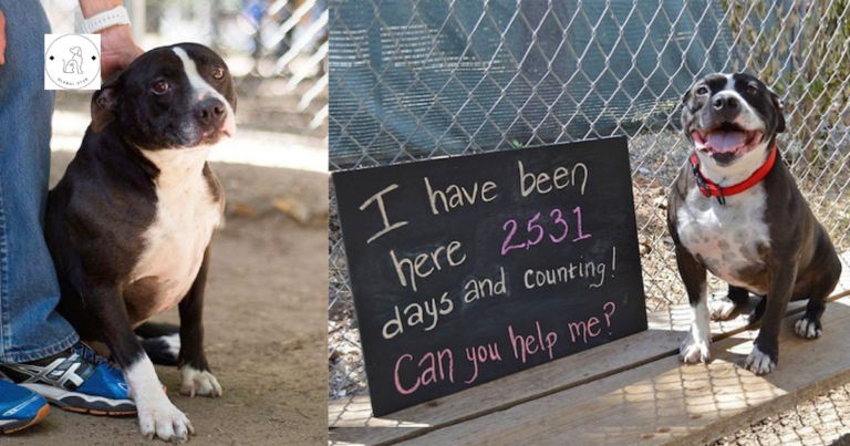 Read more about the article A lonely dog has been waiting at a shelter for 2,531 days, hoping for one human to love her.