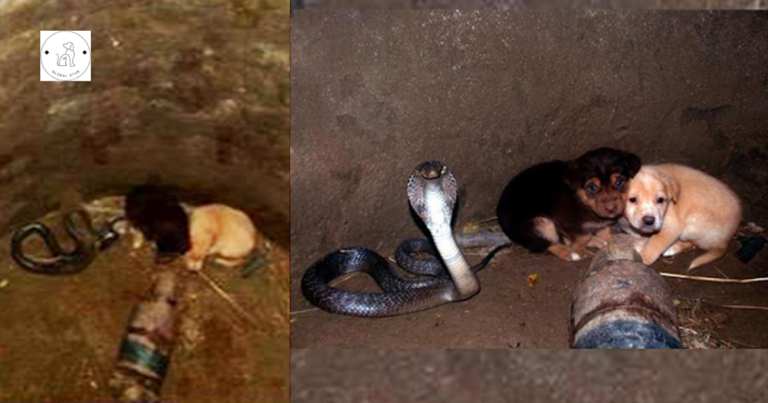 Read more about the article Someone dumped pups into a well, and a venomous yet exceedingly kind cobra came to their rescue.