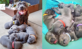 A Mother’s Pride: A Proud Dog Gives Birth to Six Beautiful Puppies Full of Sweet Delight