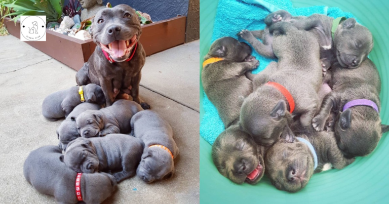 Read more about the article A Mother’s Pride: A Proud Dog Gives Birth to Six Beautiful Puppies Full of Sweet Delight