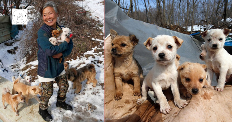 Read more about the article Meet the Amazing South Korean Woman Who Rescued and Looks After 200 Dogs