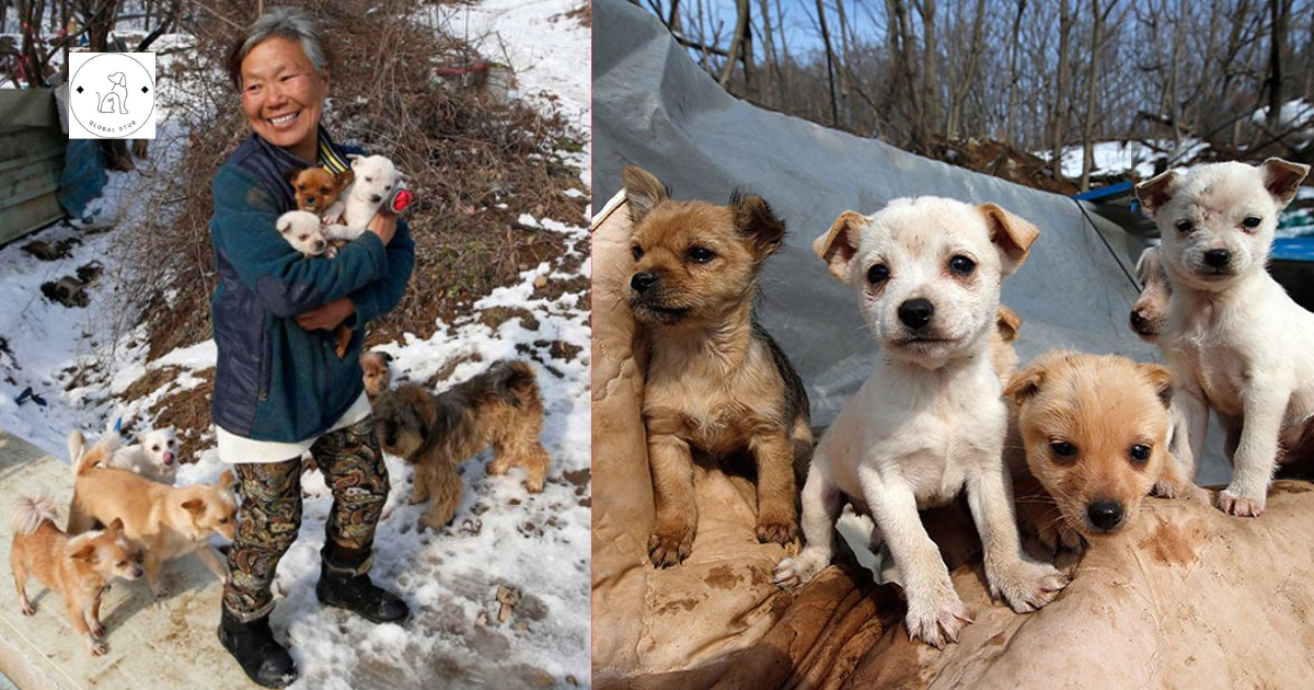 Meet the Amazing South Korean Woman Who Rescued and Looks After 200 Dogs