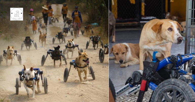 Read more about the article Thai Animal Shelter Gives Disabled Dogs a Second Chance
