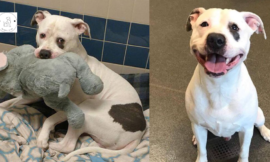 Sad Shelter Dog Whose Only Friend Was This Elephant Toy Discovers He And His Toy Will Be Adopted