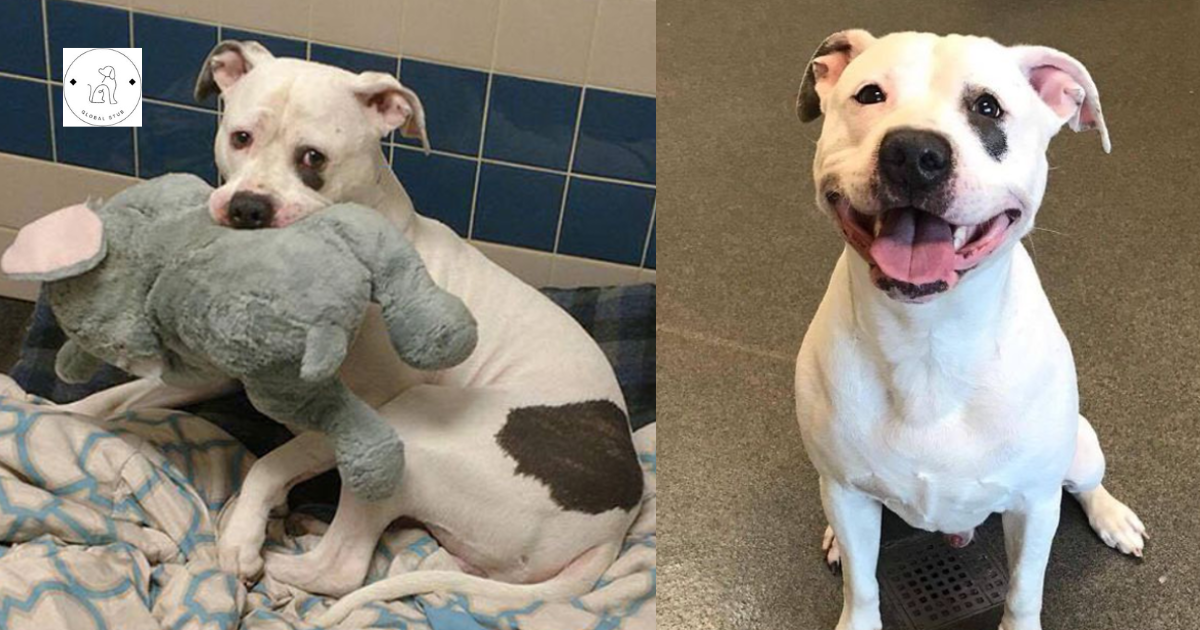 Sad Shelter Dog Whose Only Friend Was This Elephant Toy Discovers He And His Toy Will Be Adopted
