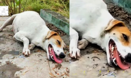 Exhausted Pregnant Mom Dog Lying On The Road Waiting For Help