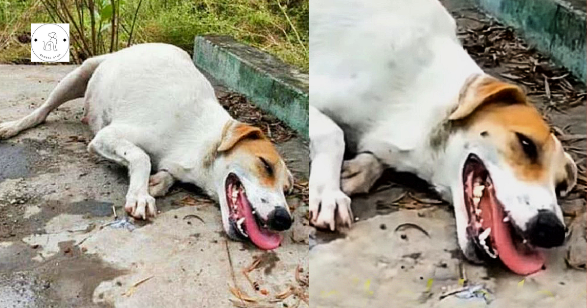 Exhausted Pregnant Mom Dog Lying On The Road Waiting For Help
