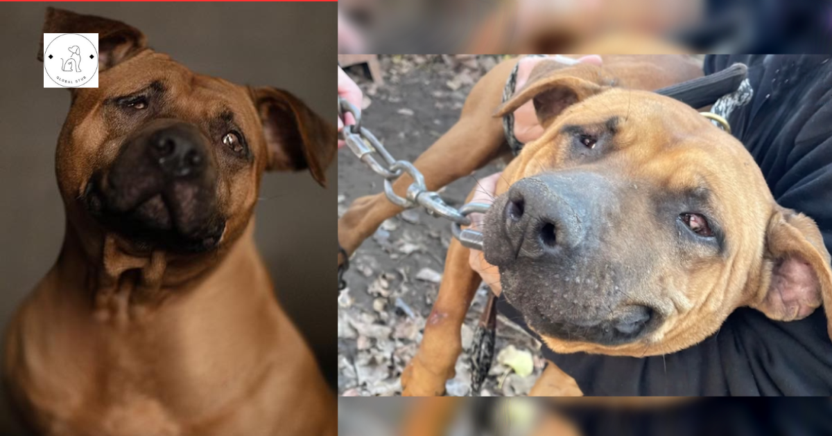 Dog Blinded as a Result of Suspected Dogfighting Wishes For A Cuddle Buddy & Loving