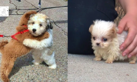 The tiniest dog rescued from a puppy mill meets his first friend.