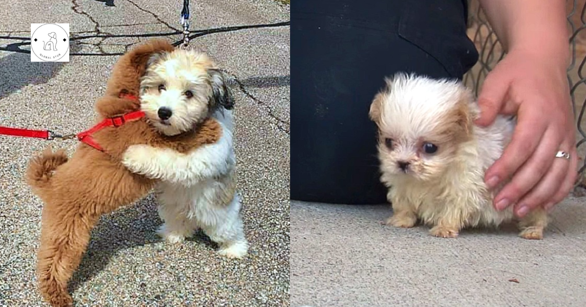 The tiniest dog rescued from a puppy mill meets his first friend.