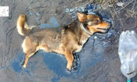 After being trapped in tar, the dog mustered all of his might to bark for help.