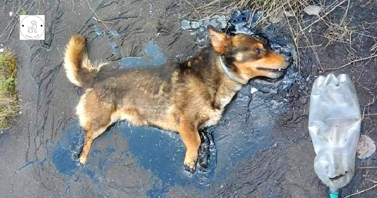 After being trapped in tar, the dog mustered all of his might to bark for help.