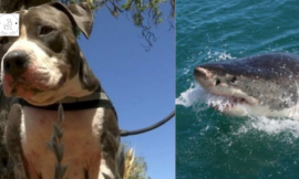 A pitbull tackles a 6-foot shark to rescue his owner.