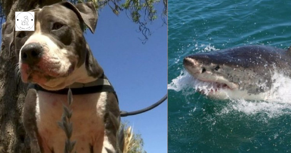 A pitbull tackles a 6-foot shark to rescue his owner.