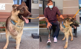 A rescue dog with a limb amputation finds a new home with a soldier who has also lost a limb in this touching story of shared strength.