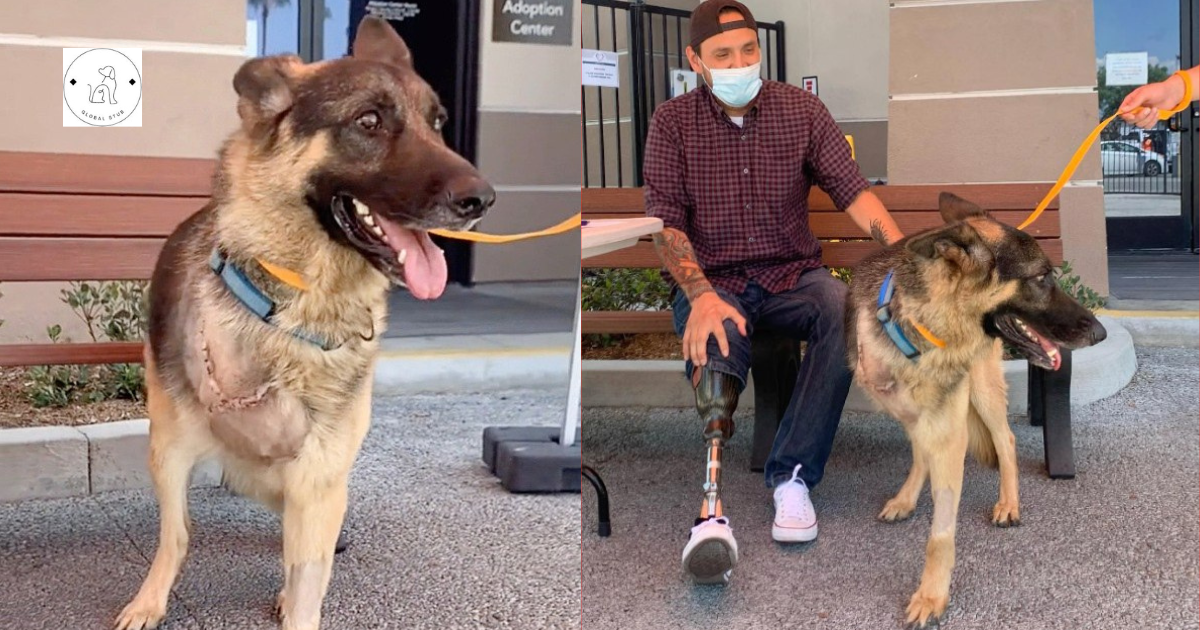 A rescue dog with a limb amputation finds a new home with a soldier who has also lost a limb in this touching story of shared strength.