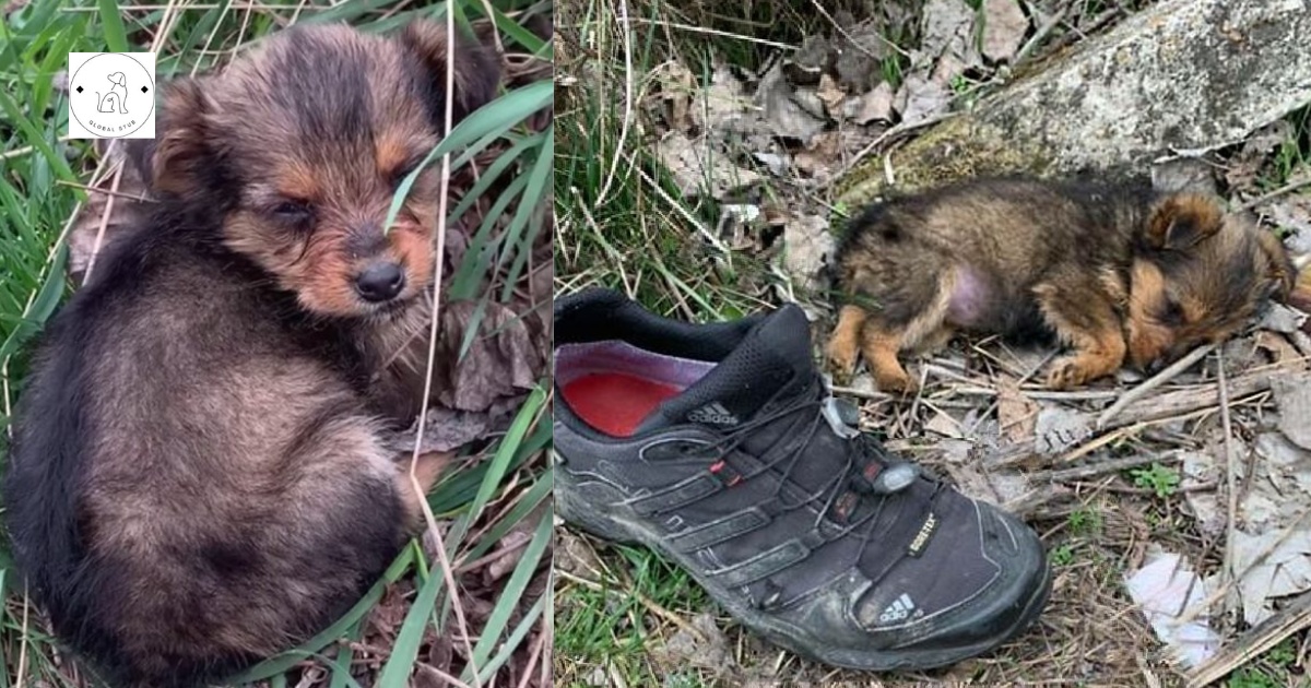 The Touching Story of a Tiny Pup Saved from a Landfill by Unwavering Love.