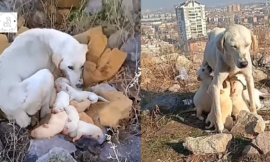 Abandoned Dog Starved For Weeks To Feed Puppies With Her Milk: A Mother’s Unwavering Love