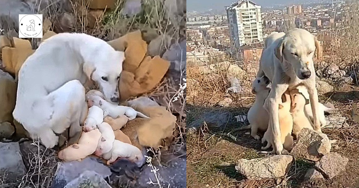 Abandoned Dog Starved For Weeks To Feed Puppies With Her Milk: A Mother’s Unwavering Love