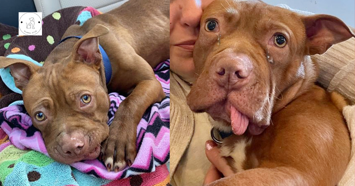 A puppy who had his teeth extracted by his previous owner is now ‘enjoying his finest life’ in a foster home.