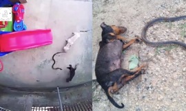 Heroic Dogs Self-Sacrifice to Save Owner’s Daughter from a Killer Cobra