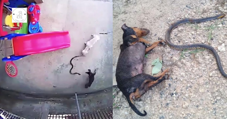 Read more about the article Heroic Dogs Self-Sacrifice to Save Owner’s Daughter from a Killer Cobra
