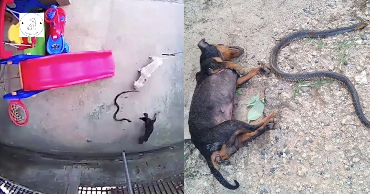 Heroic Dogs Self-Sacrifice to Save Owner’s Daughter from a Killer Cobra