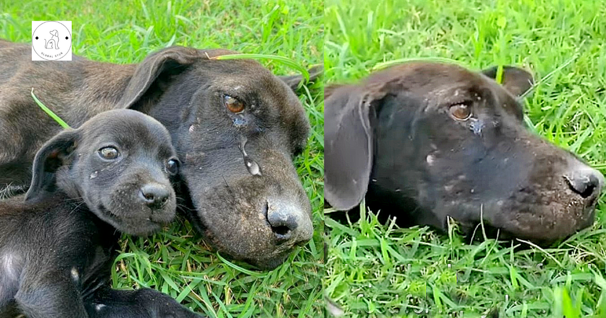 Mother Dog is starving and exhausted, and she is desperate to feed her puppy.