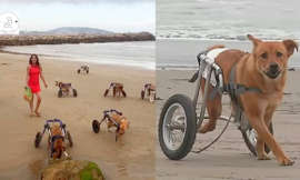 Woman Takes 18 Disabled Dogs to the Beach for the First Time Ever