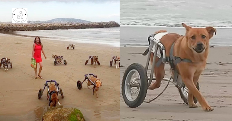 Read more about the article Woman Takes 18 Disabled Dogs to the Beach for the First Time Ever