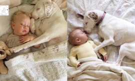 This dog was mistreated by its owner, but happily it was adopted by a new family, and a child now comforts him.