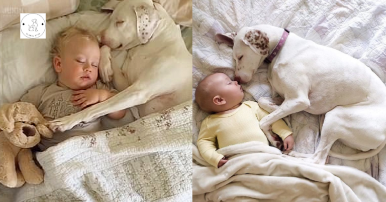 Read more about the article This dog was mistreated by its owner, but happily it was adopted by a new family, and a child now comforts him.