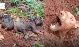 Locals work tirelessly to reunite a mother dog with her pups following a terrible landslide.