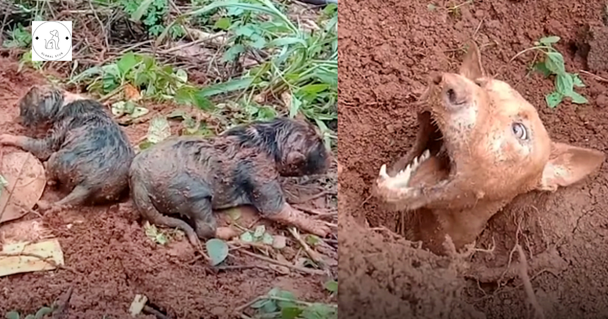 Locals work tirelessly to reunite a mother dog with her pups following a terrible landslide.
