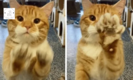 The poor cat greets all visitors at the shelter and hopes that someone would adopt him.