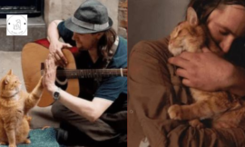 Bob, a 14-year-old street cat, died dead.