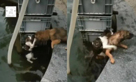 A dog puts his life in danger by jumping into the water to save a drowning cat.