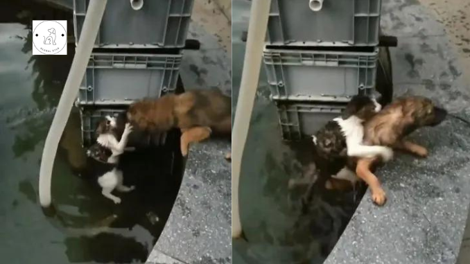 Read more about the article A dog puts his life in danger by jumping into the water to save a drowning cat.
