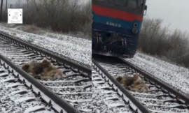 He’s Not Afraid To Jump Under A Train To Save His Best Friend