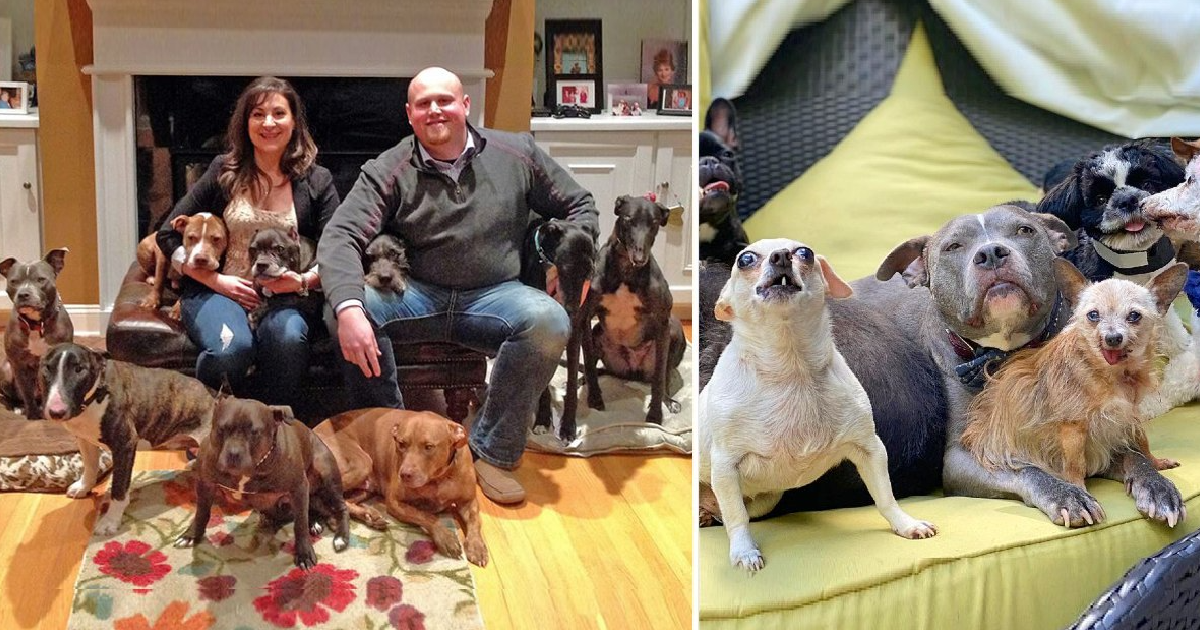 Couple Rescued All the Unwanted Senior Dogs from The Animal Shelters
