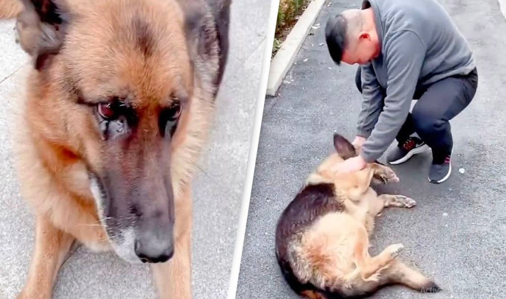 Retired Police Dog Burst Into Tears When He Met His Former Manager