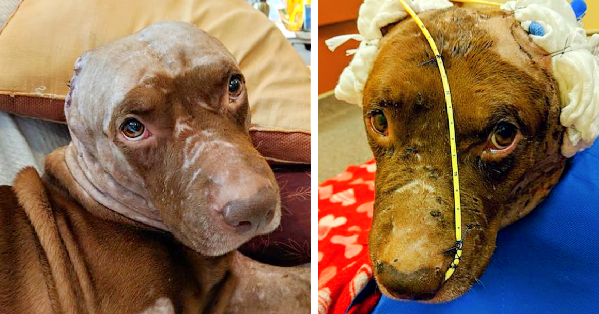Dog Who Had His Ears Ripped Off Just Wants to Cuddle and Find a Forever Home