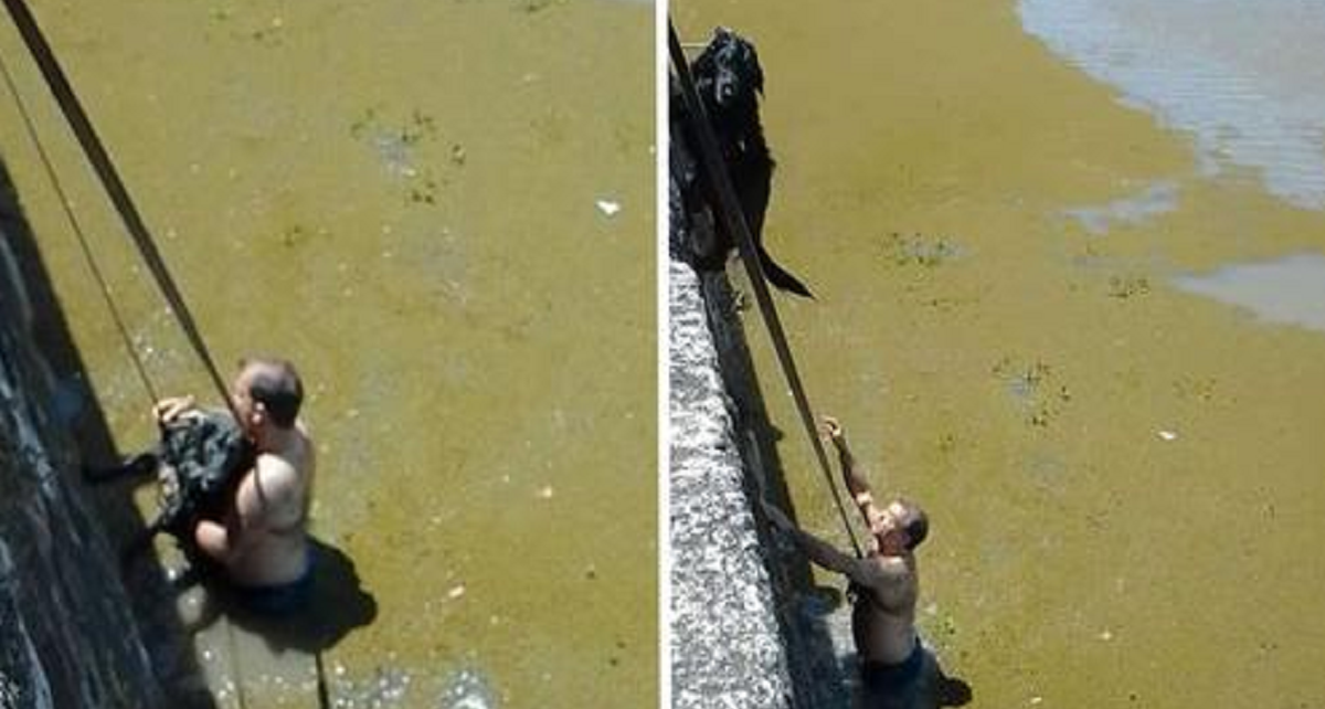 A neighborhood comes together and rescues a dog that was trapped in the water
