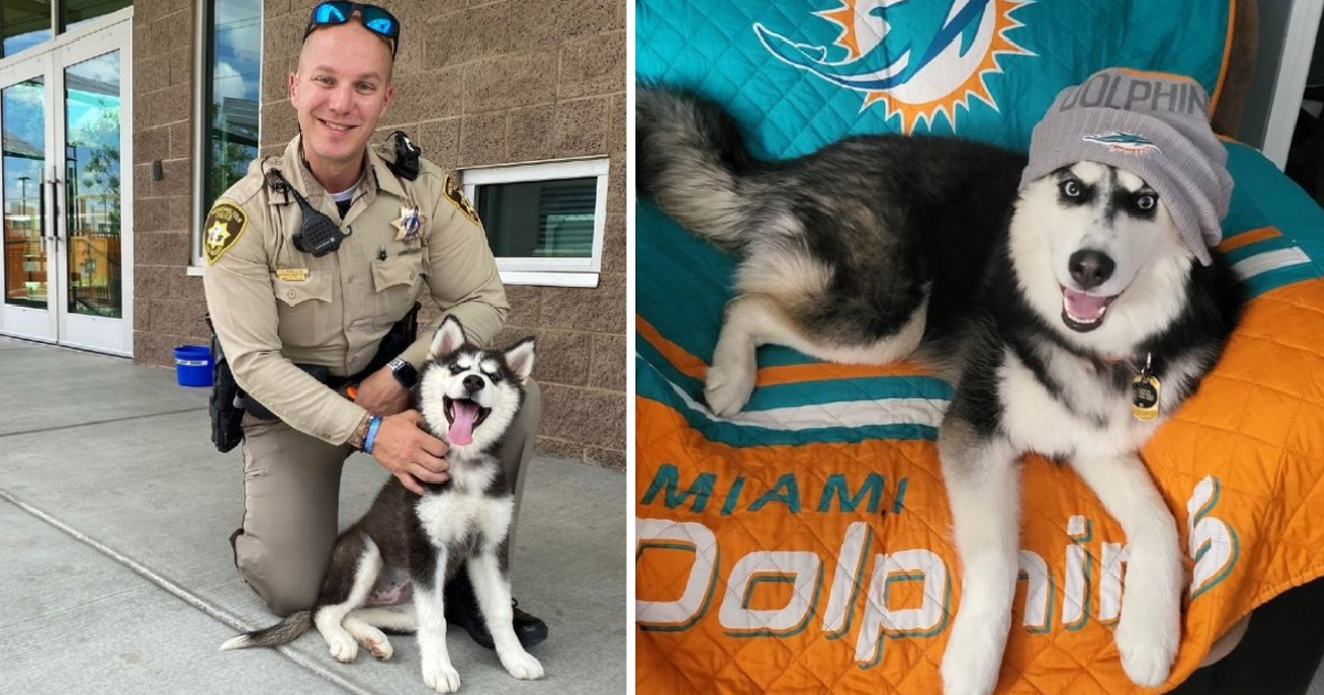 Husky rescued from 113-degree car now living her best life with new family