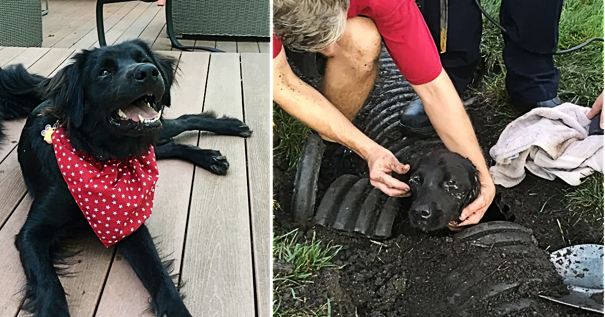 “Never lose hope”: Lost pup miraculously rescued from drainage pipe.