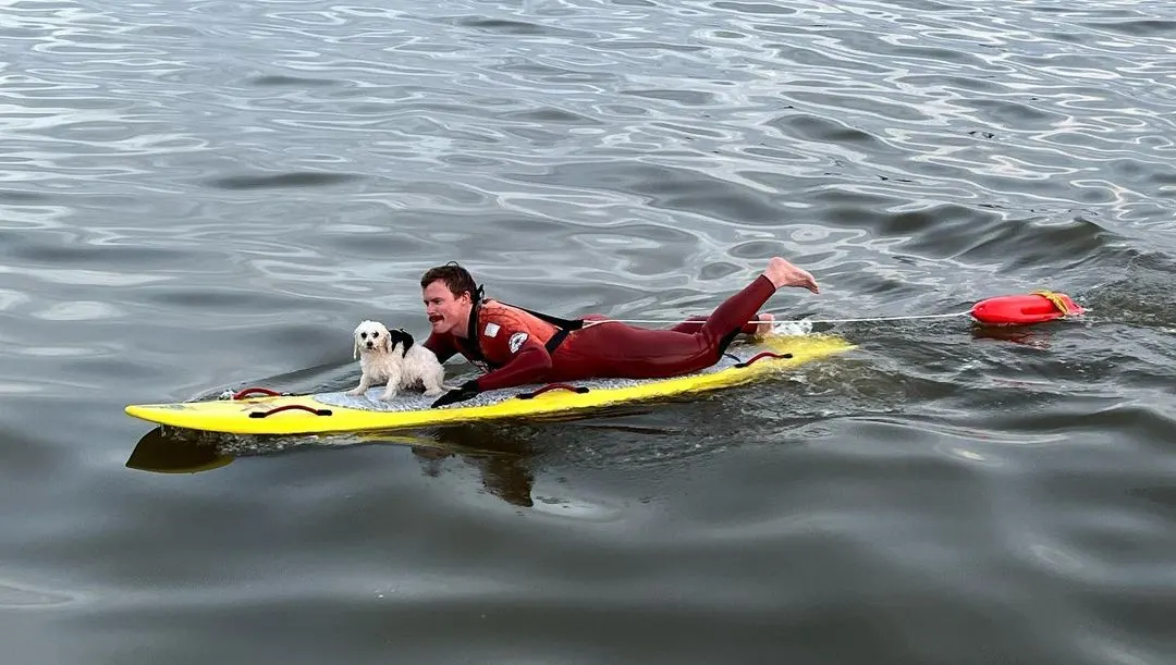 Lifeguards Save Frightened Tiny Dog Fighting The Waves In The Pacific Ocean