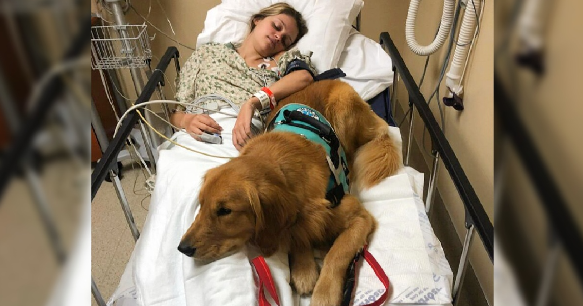 The dog remains faithfully by his “mother’s” side, diligently caring for her until she recovers, a testament to their profound bond and abundant love
