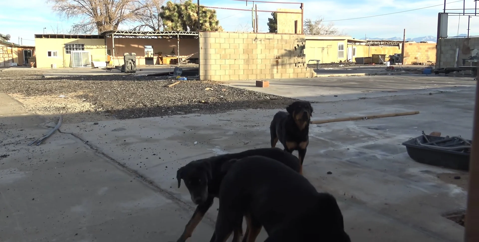 Three Sweet Rottweilers Abandoned Without Food And Water Finally Get Rescued